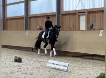 Rhinelander, Stallion, 4 years, 17.1 hh, Bay-Dark