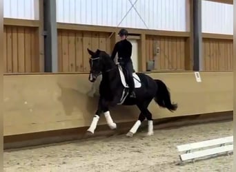 Rhinelander, Stallion, 4 years, 17,1 hh, Bay-Dark