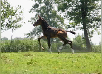 Rhinelander, Stallion, 4 years, 18 hh, Bay-Dark