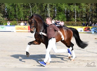 Rhinelander, Stallion, 22 years, 16.2 hh, Bay-Dark