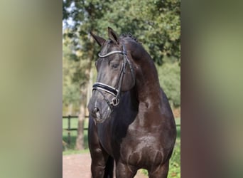 Rhinelander, Stallion, 13 years, 17 hh, Black