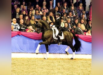 Rhinelander, Stallion, 13 years, 17 hh, Black