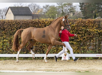 Rhinelander, Stallion, 5 years, 16.1 hh, Chestnut-Red