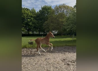 Rhinelander, Stallion, Foal (03/2026), 16.2 hh, Chestnut-Red
