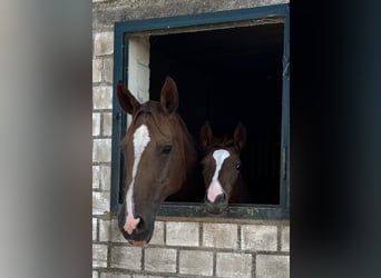 Rhinelander, Stallion, Foal (03/2026), 16.2 hh, Chestnut-Red