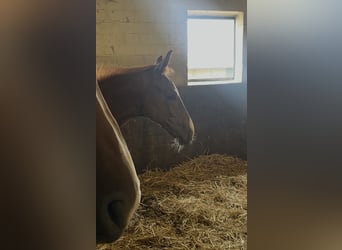 Rhinelander, Stallion, Foal (03/2026), 16.2 hh, Chestnut-Red