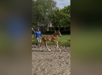 Rhinelander, Stallion, Foal (03/2026), 16.2 hh, Chestnut-Red