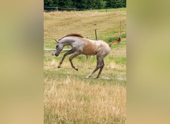 Rhinelander, Stallion, Foal (04/2025), 16.2 hh, Grey