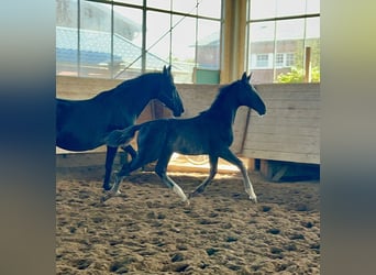 Rhinelander, Stallion, Foal (05/2025), 16.3 hh, Black Rhinelander, Stallion, Foal (05/2025), 16.3 hh, Black