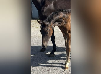 Rhinelander, Stallion, Foal (04/2024), 16,3 hh, Brown