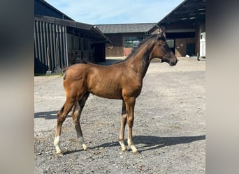 Rhinelander, Stallion, Foal (04/2024), 16.3 hh, Brown