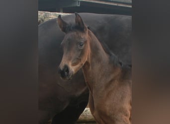 Rhinelander, Stallion, Foal (04/2024), 16.3 hh, Brown