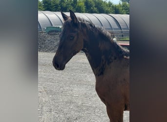 Rhinelander, Stallion, Foal (04/2024), 16.3 hh, Brown