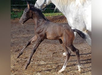 Rhinelander, Stallion, , 16 hh, Brown
