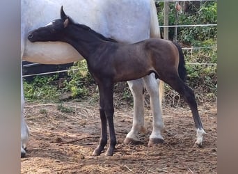 Rhinelander, Stallion, , 16 hh, Brown