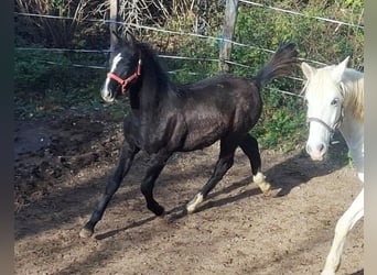 Rhinelander, Stallion, Foal (06/2025), 16 hh, Brown