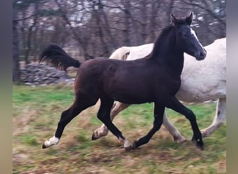 Rhinelander, Stallion, Foal (06/2025), 16 hh, Brown