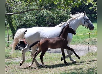 Rhinelander, Stallion, Foal (06/2025), 16 hh, Brown