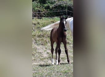 Rhinelander, Stallion, Foal (06/2025), 16 hh, Brown