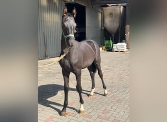 Rhinelander, Stallion, Foal (03/2025), 16,2 hh, Bay-Dark