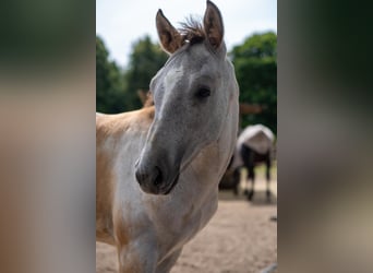 Rhinelander, Stallion, Foal (04/2025), 16,2 hh, Grey