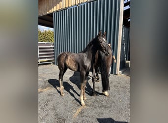 Rhinelander, Stallion, Foal (05/2025), 16,3 hh, Black
