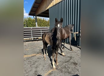 Rhinelander, Stallion, Foal (05/2025), 16,3 hh, Black