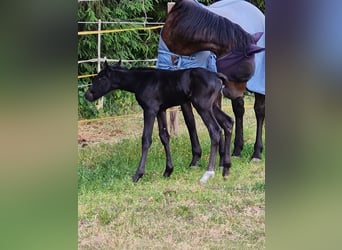 Rhinelander, Stallion, Foal (06/2023), Black