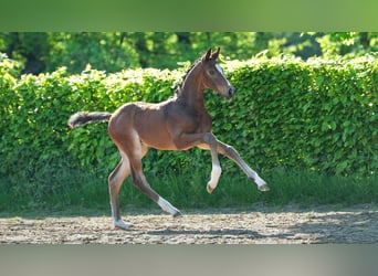 Rhinelander, Stallion, , Brown
