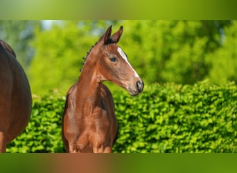 Rhinelander, Stallion, , Brown