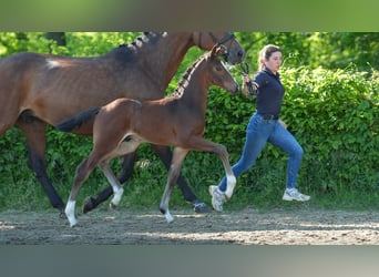 Rhinelander, Stallion, , Brown