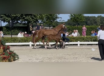 Rhinelander, Stallion, , Brown