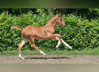 Rhinelander, Stallion, , Chestnut-Red