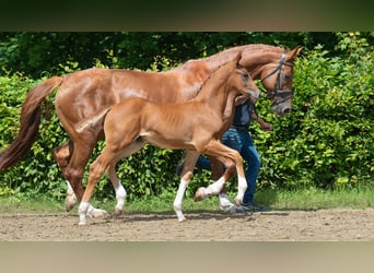 Rhinelander, Stallion, , Chestnut-Red
