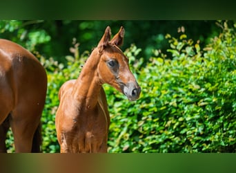 Rhinelander, Stallion, , Chestnut-Red