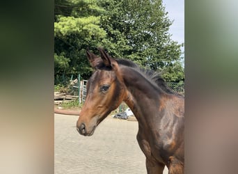 Rhinelander, Stallion, Foal (05/2025), Smoky-Black