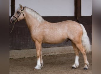 Welsh C (of Cob Type), Stallion, 18 years, 13.1 hh, Palomino