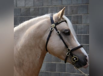 Welsh C (of Cob Type), Stallion, 19 years, 13,1 hh, Palomino