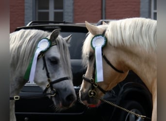 Welsh C (of Cob Type), Stallion, 19 years, 13,1 hh, Palomino