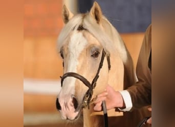 Welsh C (of Cob Type), Stallion, 19 years, 13,1 hh, Palomino