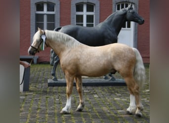 Welsh-C, Stallone, 20 Anni, 135 cm, Palomino