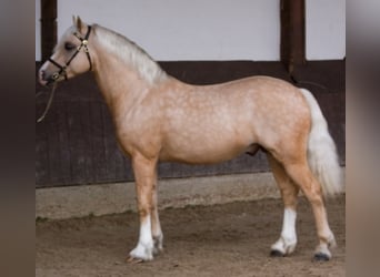 Welsh-C, Stallone, 20 Anni, 135 cm, Palomino