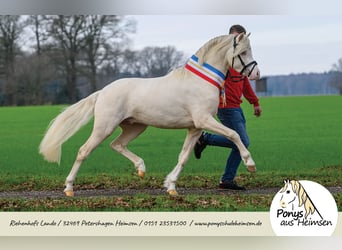 Welsh B, Stallion, 6 years, 12,3 hh, Cremello