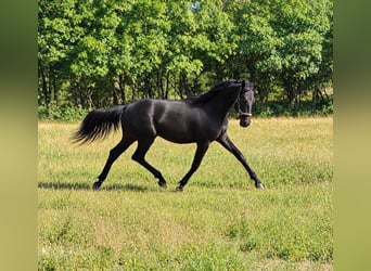 Rijnlander, Hengst, 1 Jaar, Schimmel