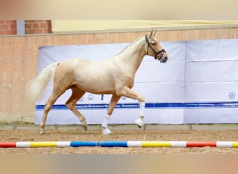 Rijnlander, Hengst, 2 Jaar, 167 cm, Palomino