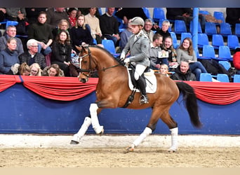 Rijnlander, Hengst, 4 Jaar, 166 cm, Bruin