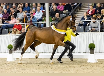 Rijnlander, Hengst, 4 Jaar, 166 cm, Bruin