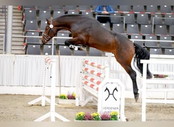 Rijnlander, Hengst, 6 Jaar, 171 cm, Bruin