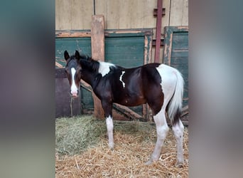 Rijnlander Mix, Hengst, Veulen (04/2025), 163 cm, Gevlekt-paard