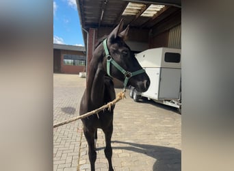 Rijnlander, Hengst, Veulen (03/2025), 170 cm, Donkerbruin